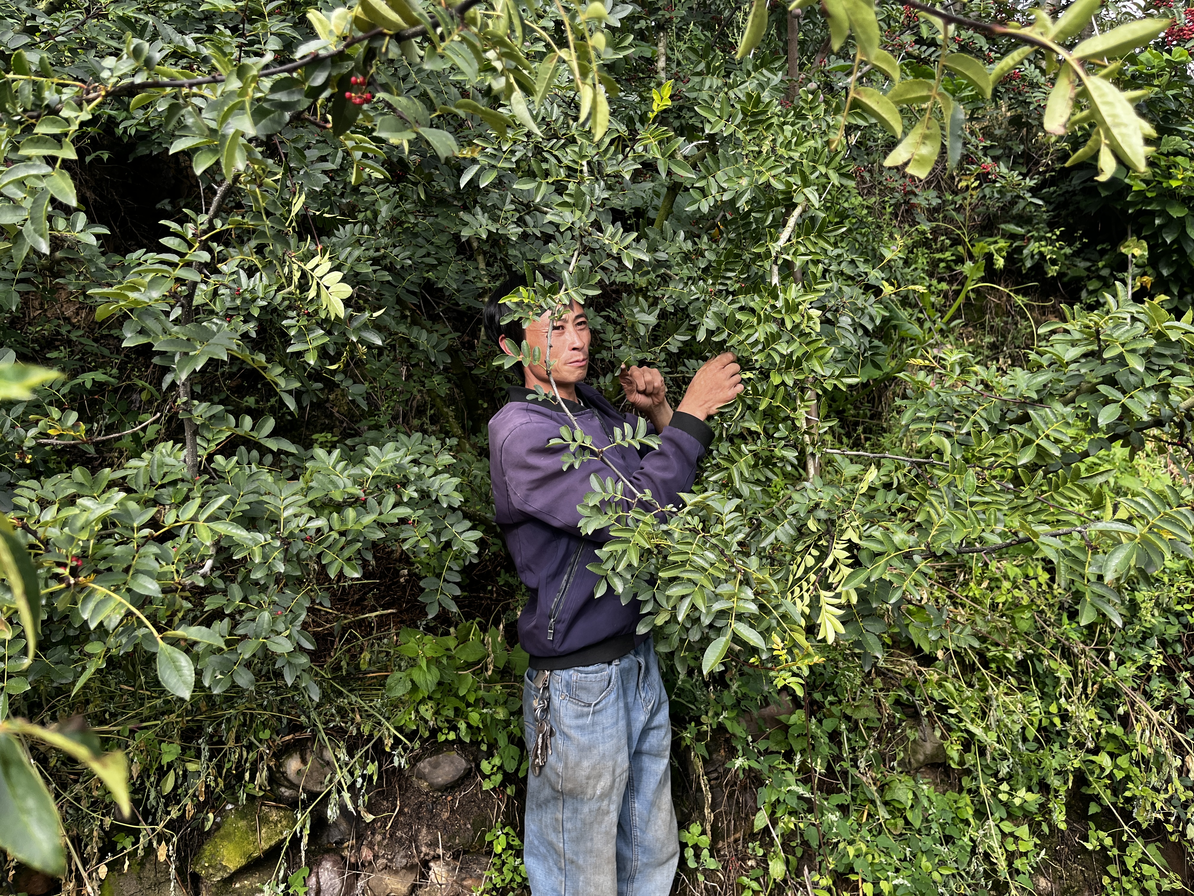 Tian Guoxin 田果欣